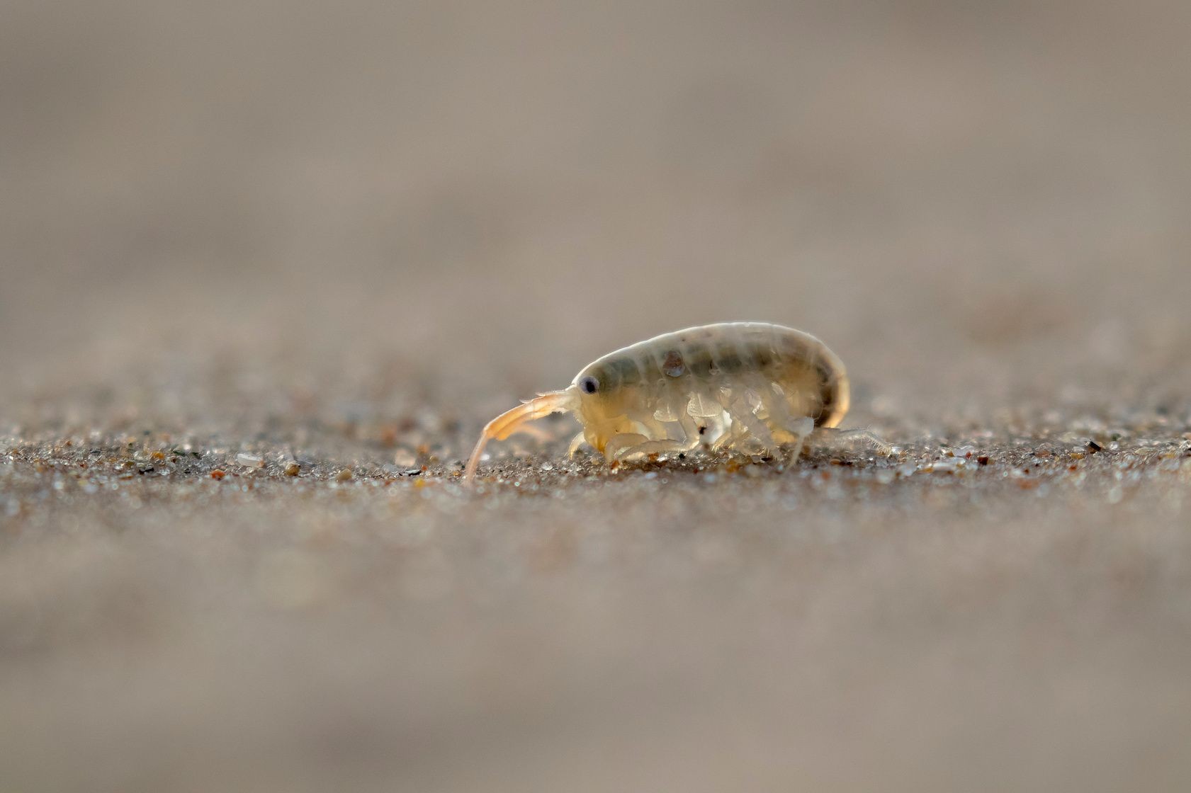 What Are Jiggers? Facts And Treatments For These Ferocious Fleas Kidadl
