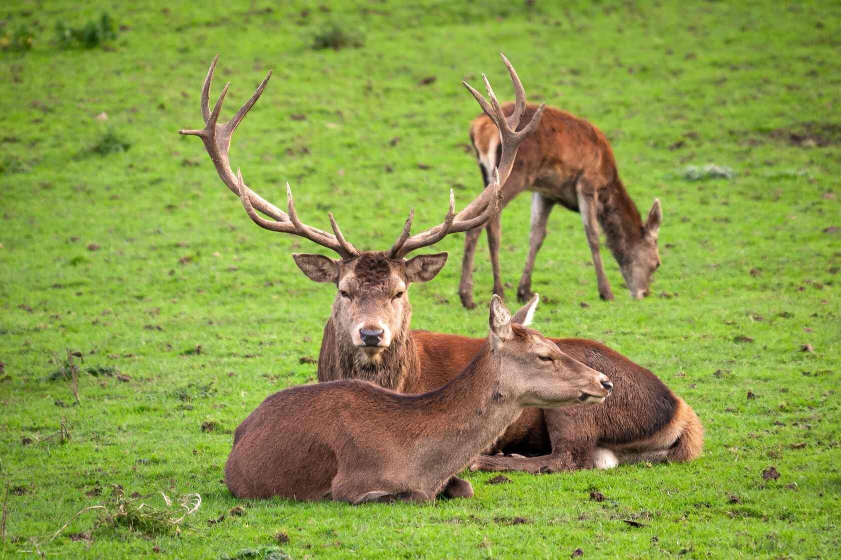 National Animal Of Ireland Learn All About Incredible Irish Animals! Kidadl