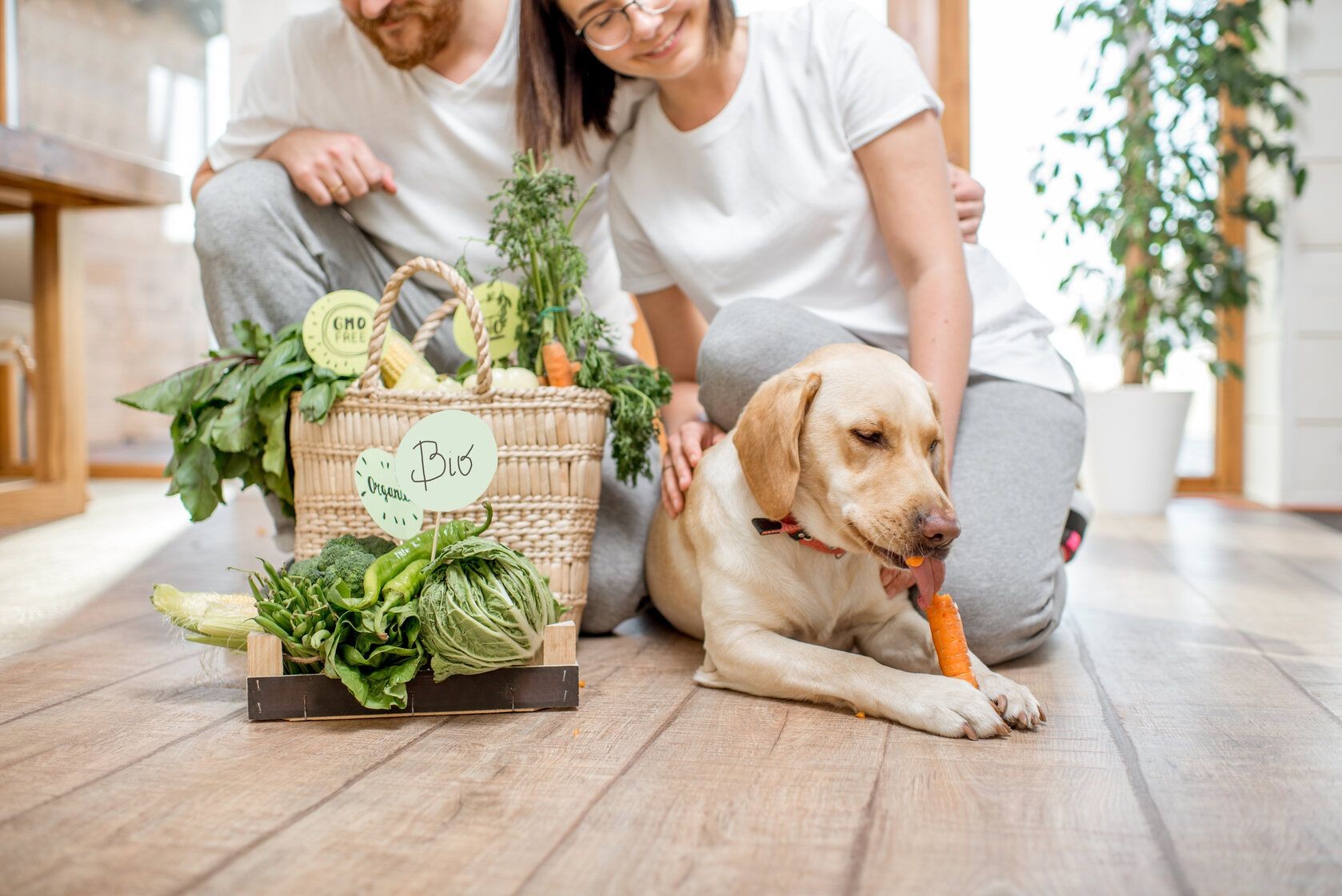 Is Spinach Good For Dogs? Nutritional Facts And Benefits Kidadl