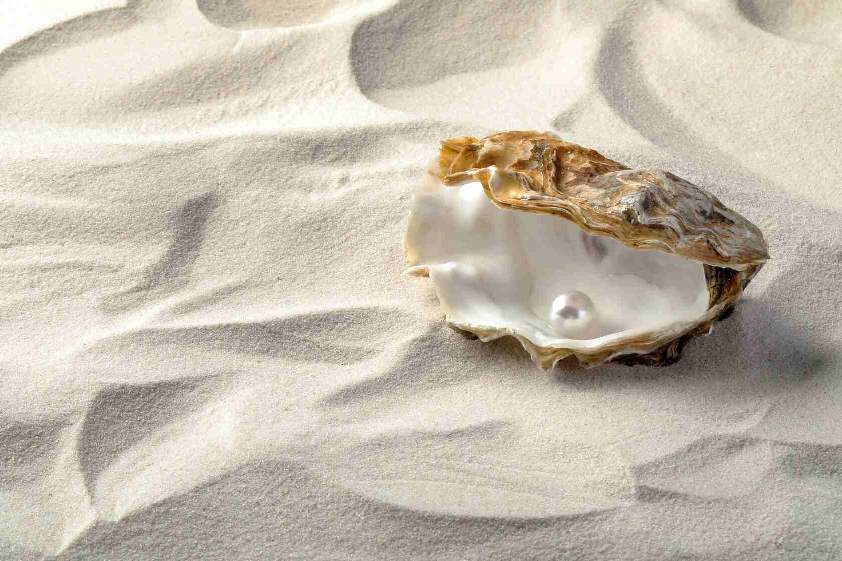 Why Do Oysters Make Pearls Here's What You Need To Know Kidadl