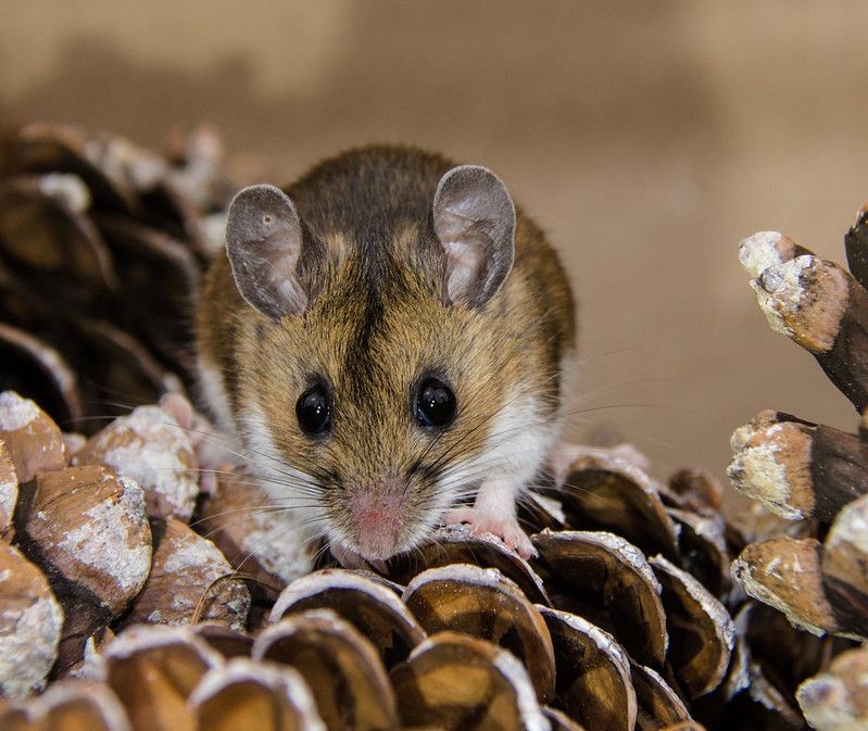Why Do Mice Squeak? What Are They Trying To Say? Kidadl