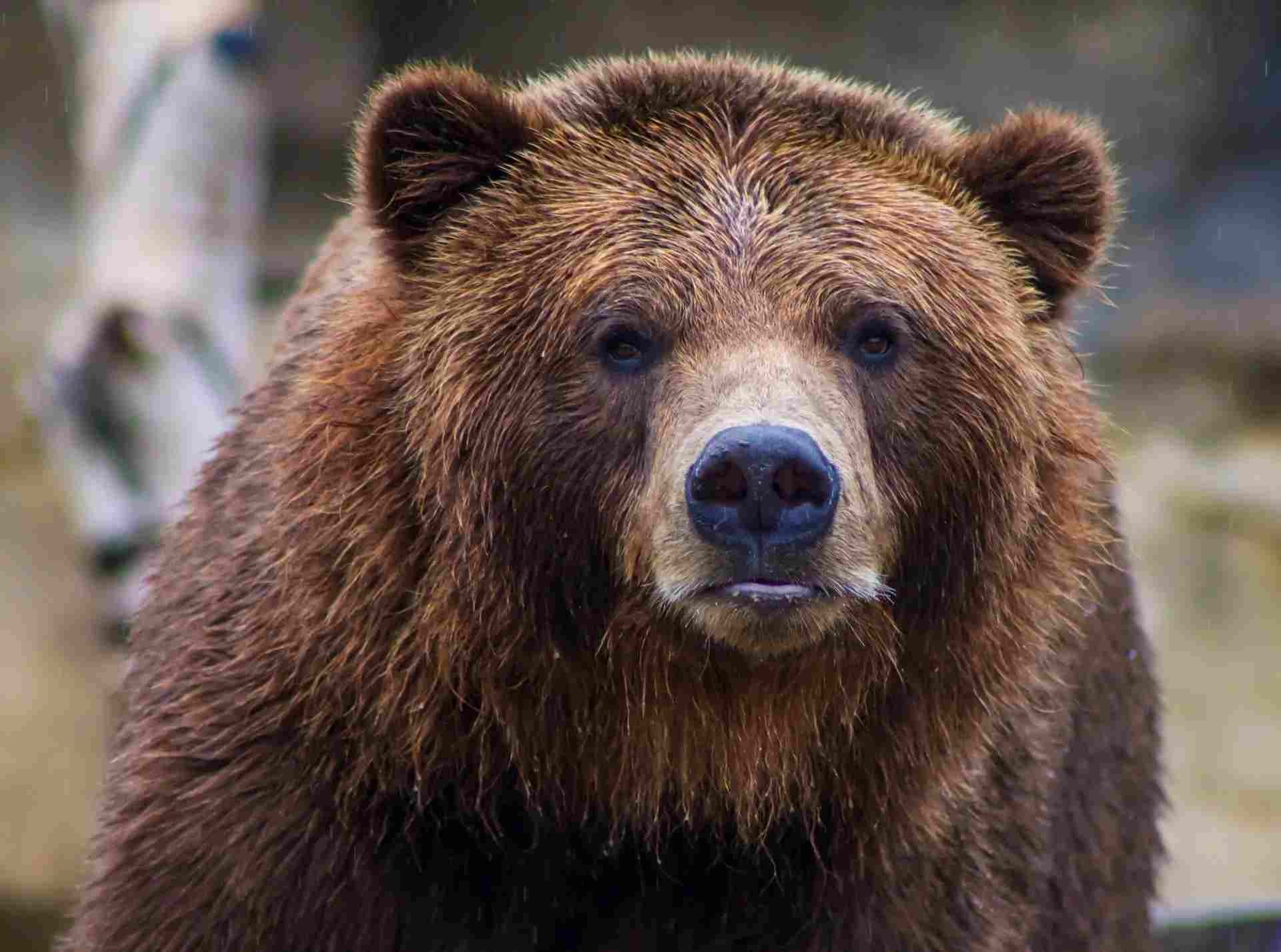 Grizzly Bear Claws Fascinating Facts You May Not Know Kidadl