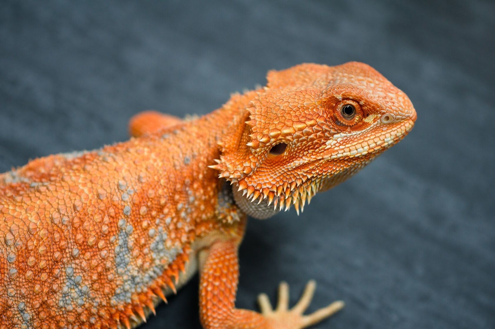 Complete List Of All The Bearded Dragon Colors, Types And Morphs Kidadl