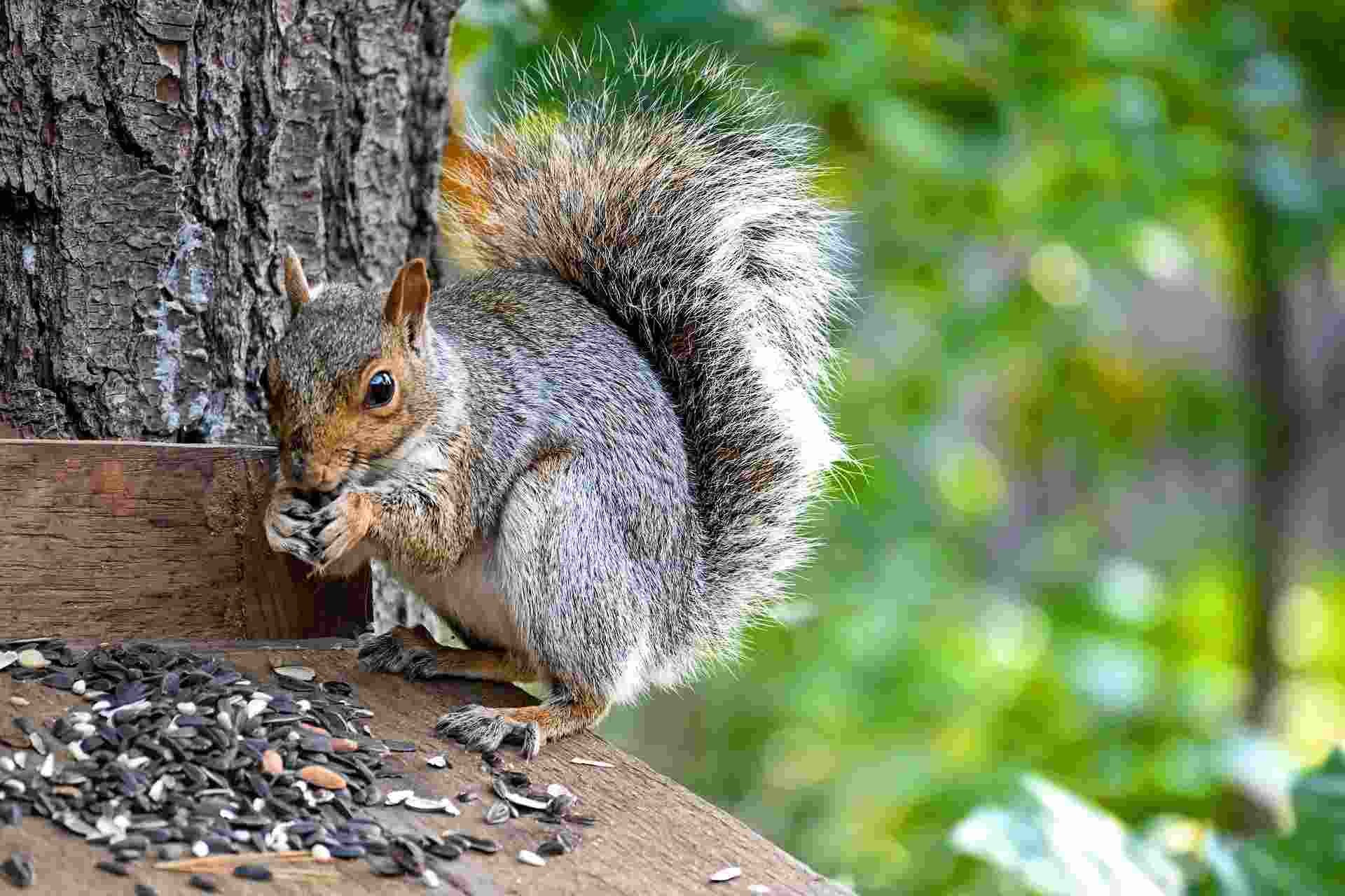 Do Squirrels Carry Rabies? All You Need To Know To Stay Safe Kidadl