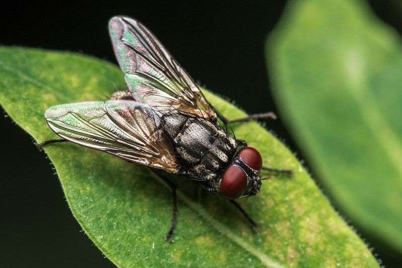 Frustrating Fly Facts Explained: Why Are Flies So Annoying? | Kidadl