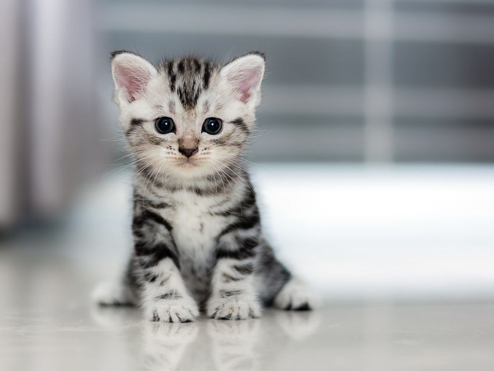 Can Cats Get Hiccups? What To Do When They Go 'hic' Kidadl