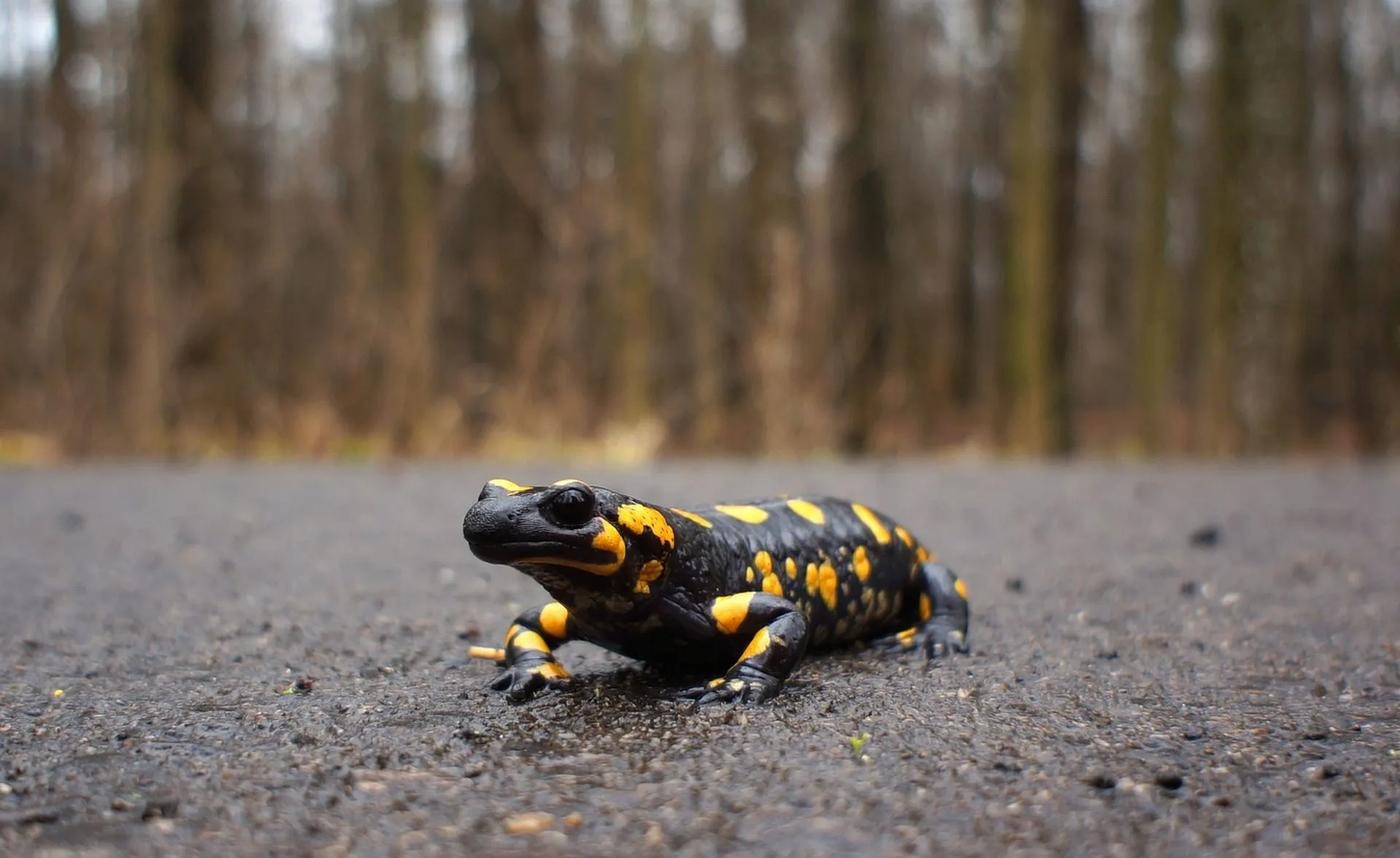 Are Amphibians Cold-Blooded? How Do They Keep Warm In Winter? | Kidadl