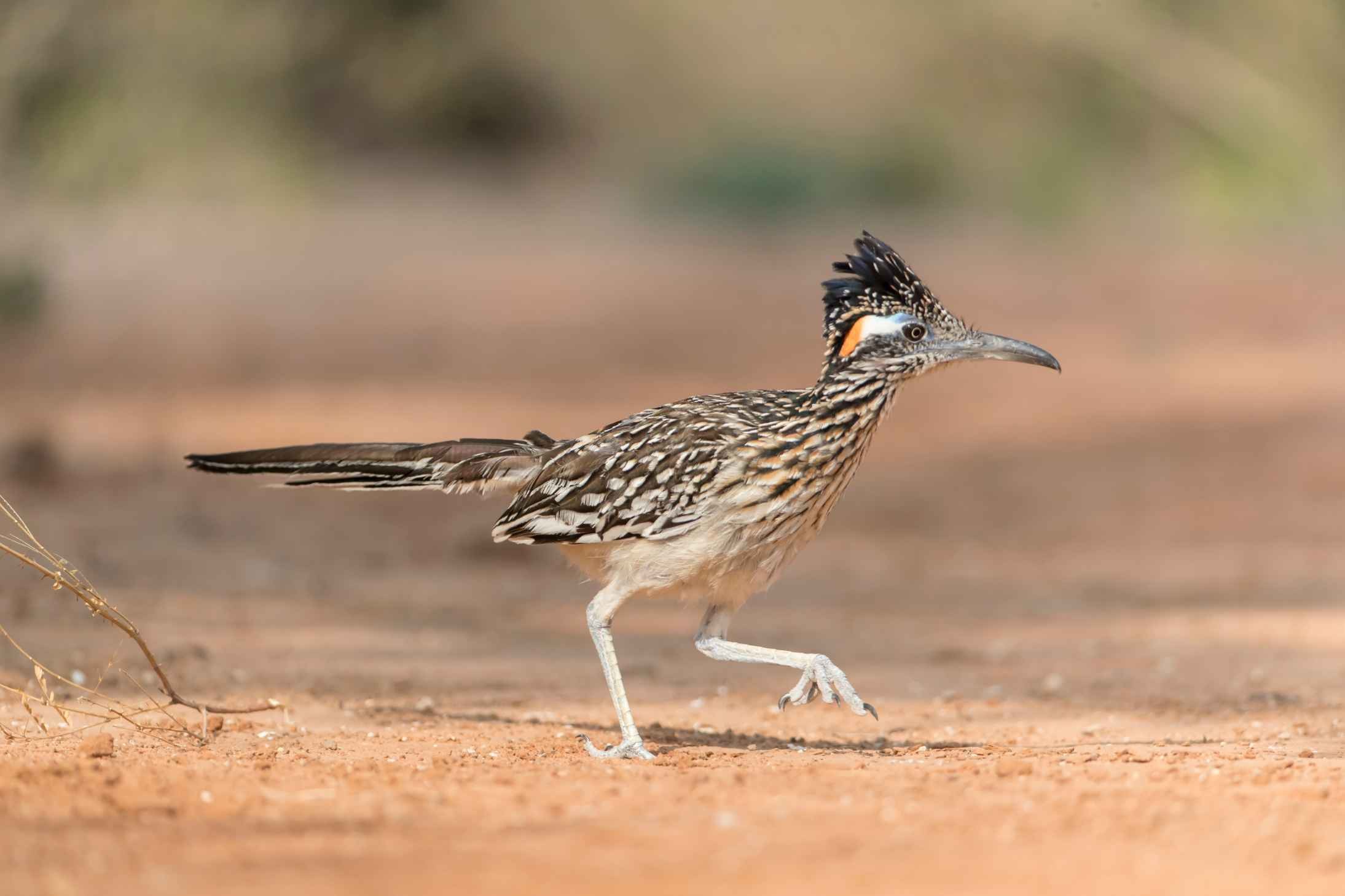 A Looney Tunes Favorite Bird: How Fast Can A Roadrunner Run? | Kidadl