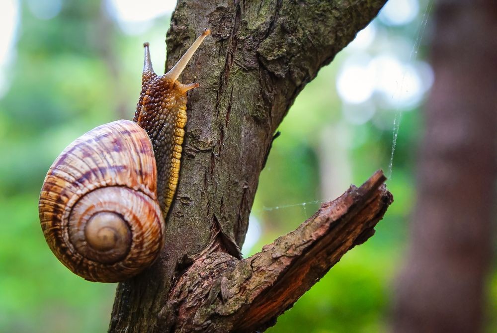 How Many Teeth Do Snails Have? Shocking Facts You Won't Believe | Kidadl