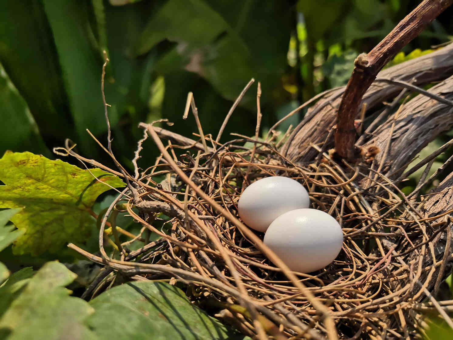 Dove Eggs: How Long Do They Take To Hatch, How You Can Help And More