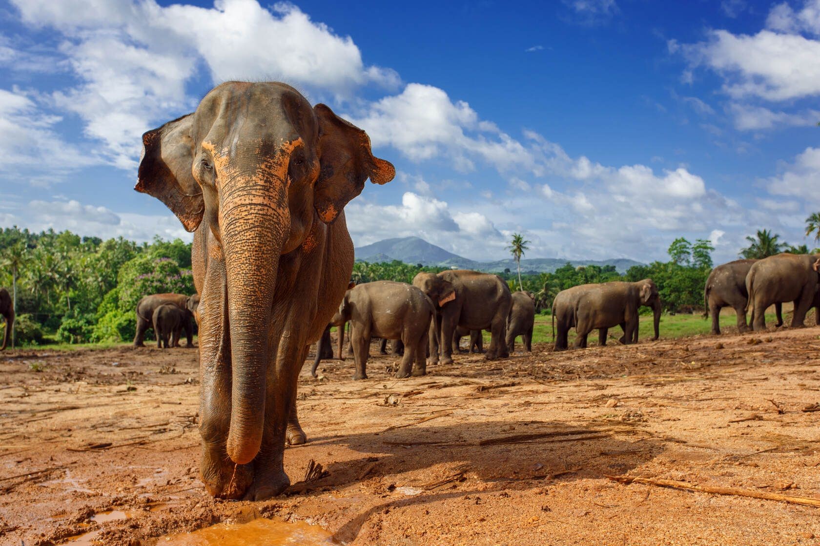 Do Female Elephants Have Tusks? How Can We Protect Them? | Kidadl