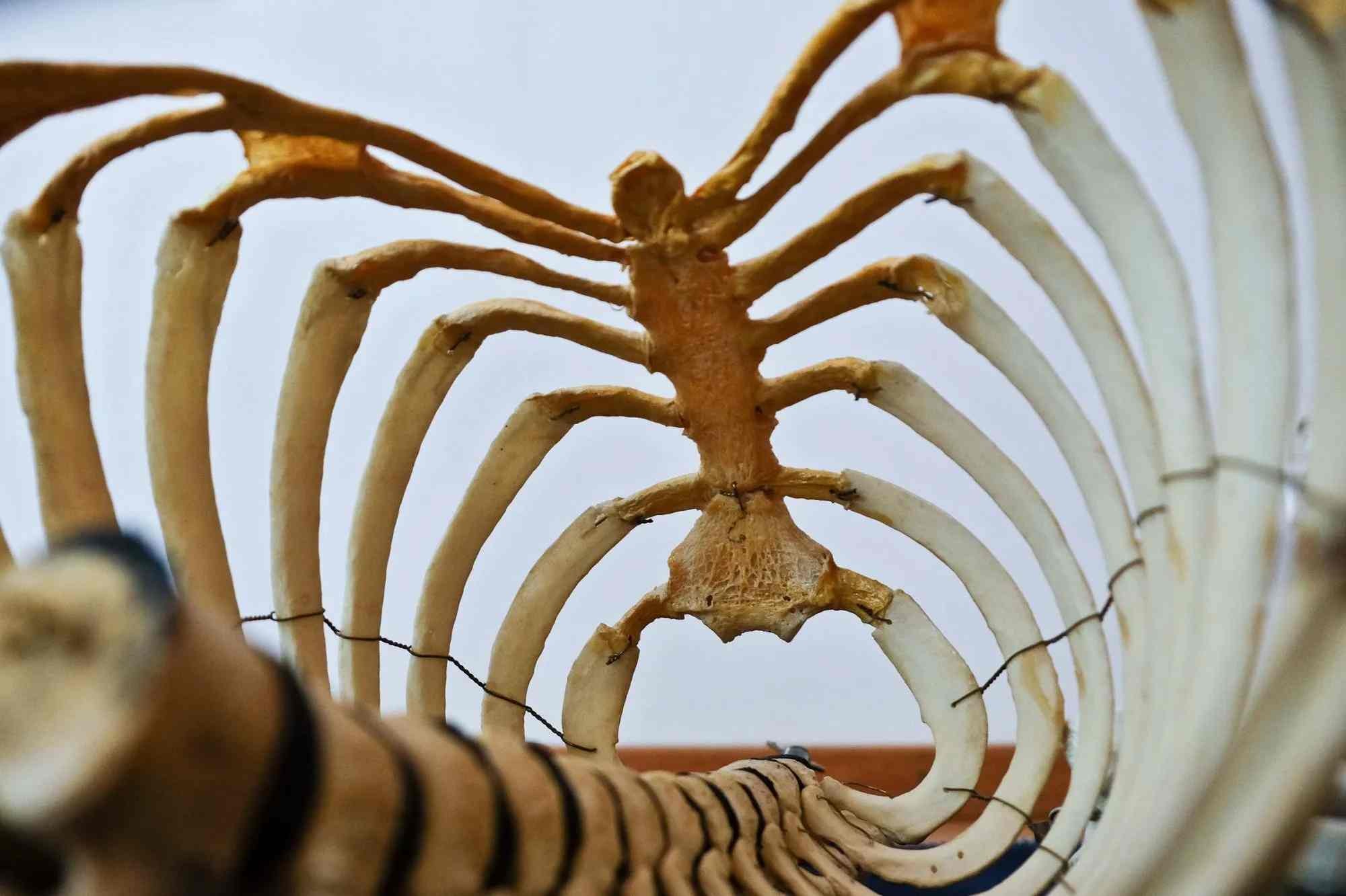 How many ribs does a human have curious human body facts for kids