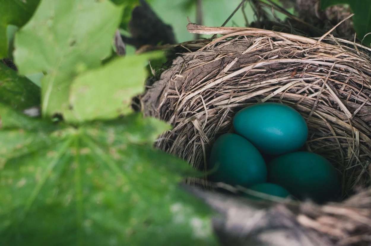 How Long Do Robin Eggs Take To Hatch? Fun Facts For Kids Kidadl