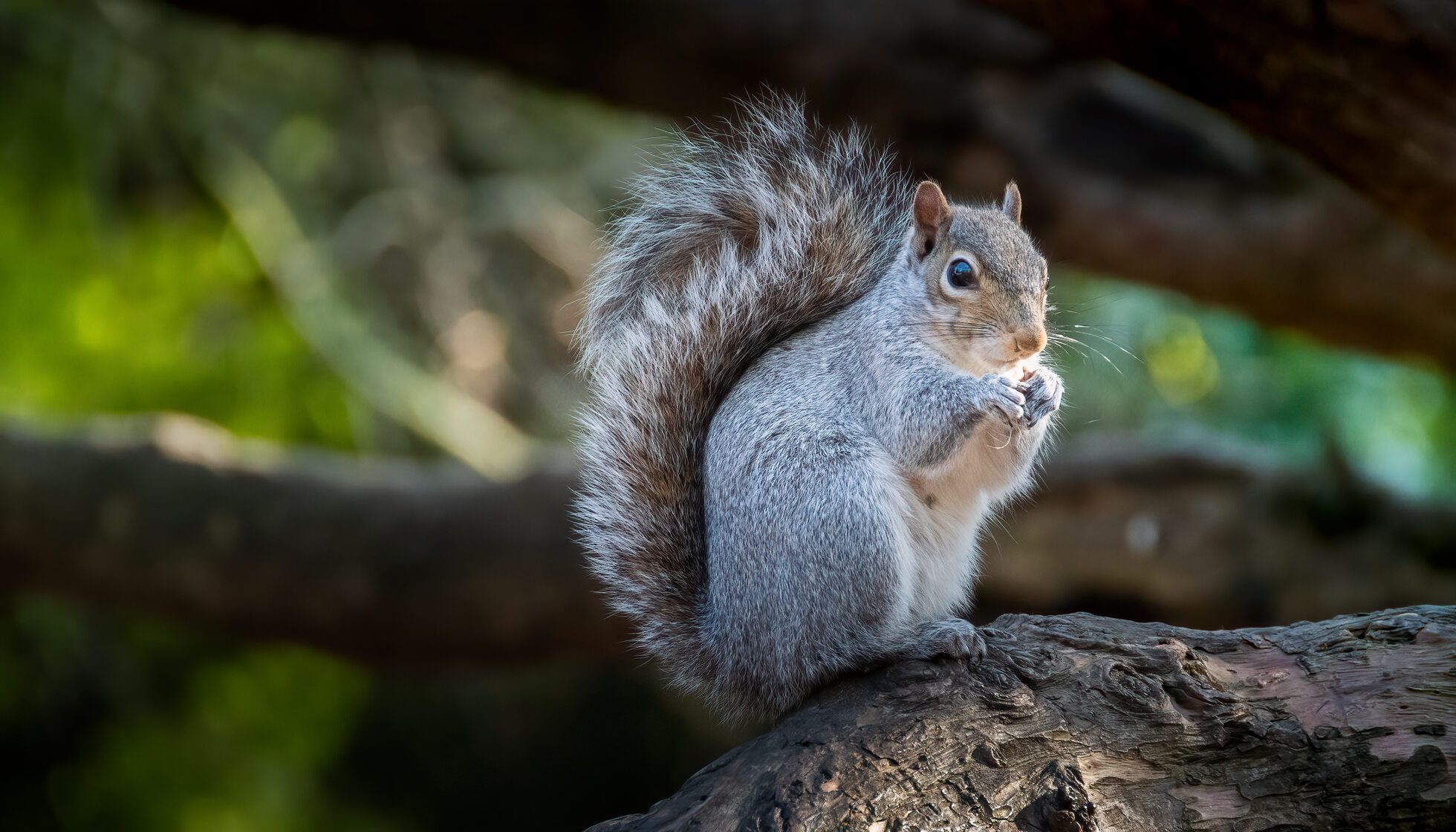 How Much Does A Squirrel Weigh? How Heavy Can They Get? | Kidadl