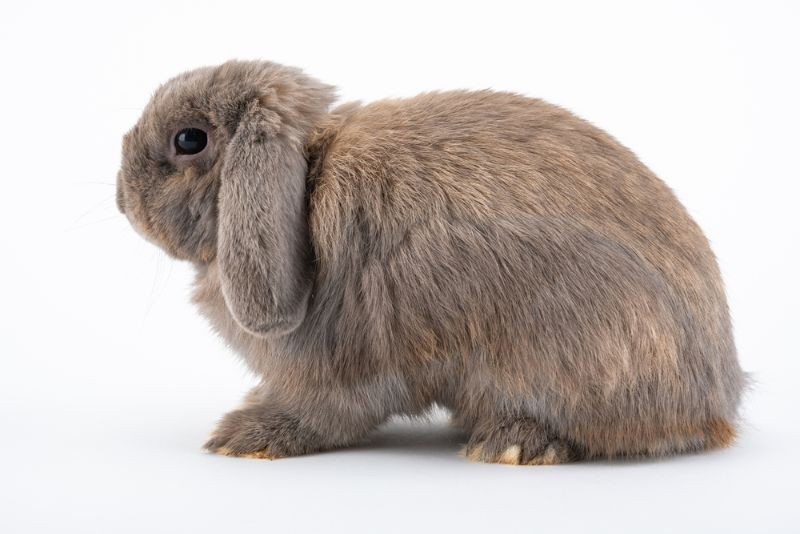 Holland Lop Lifespan What You Need To Know About Your Lop's Life Kidadl