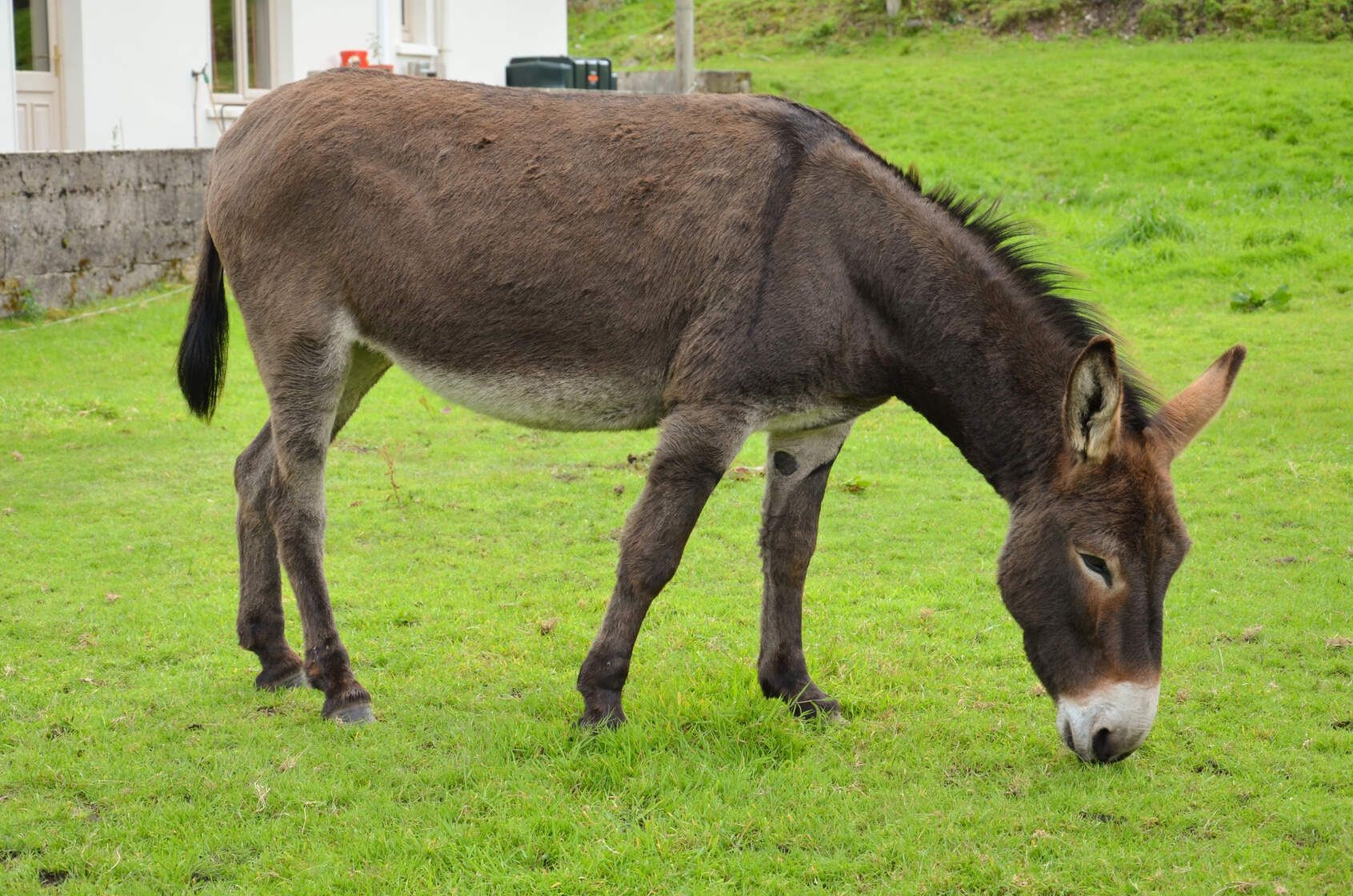 What Do Donkeys Eat? Foods That You Should Feed Them Kidadl