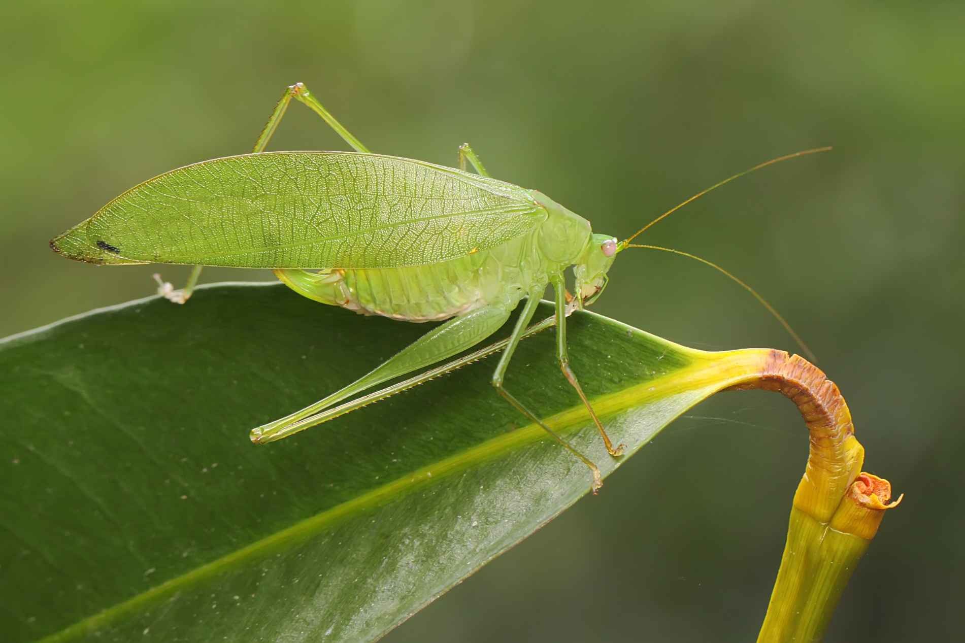 What Do Katydids Eat? Fun Facts And How To Get Rid Of Them Kidadl