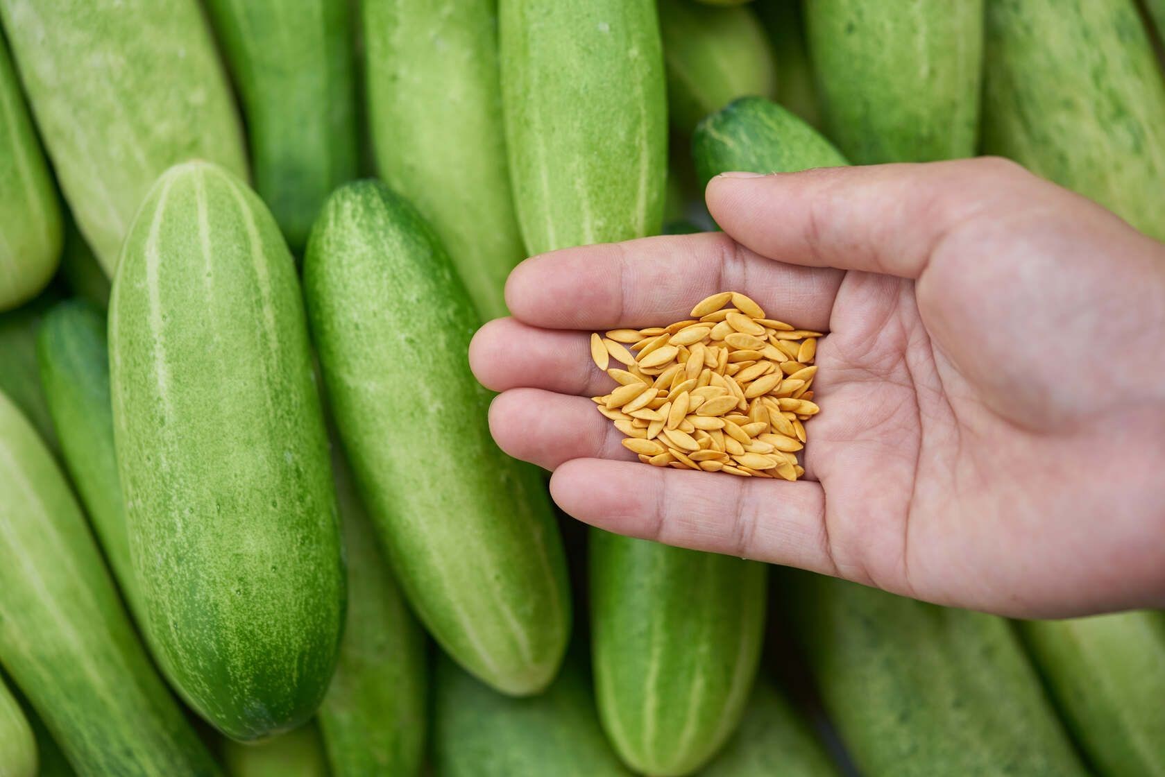 Are Cucumber Seeds Bad For You? What Happens If You Eat Them? Kidadl