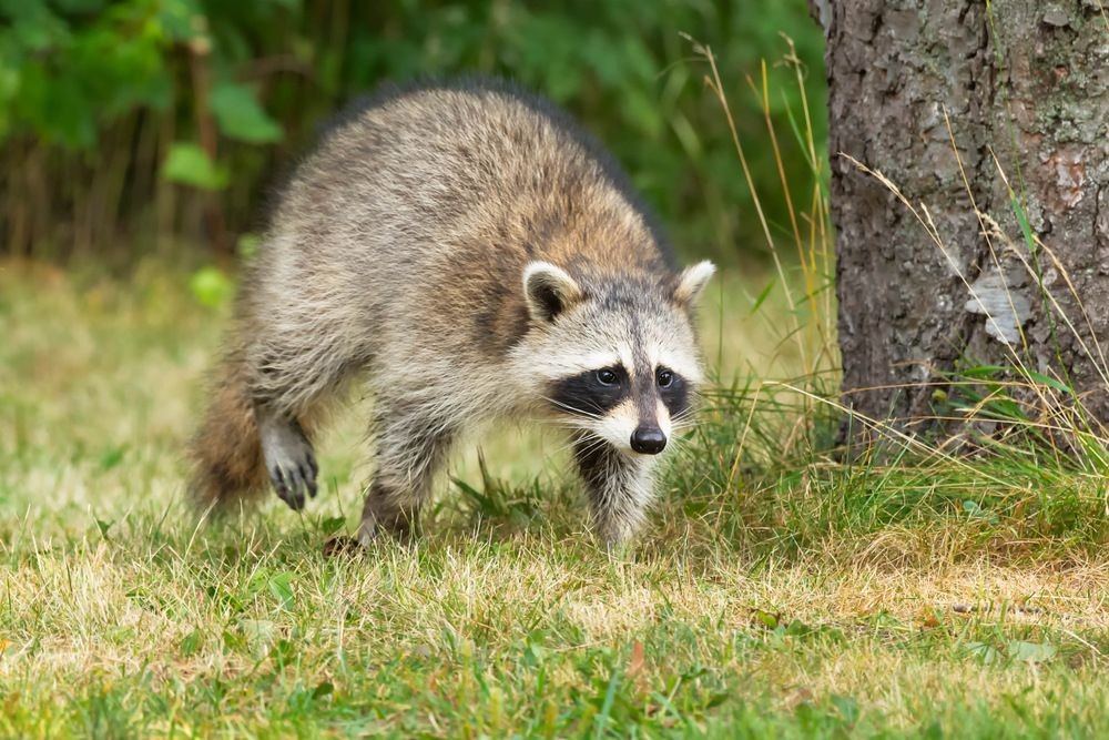 Do Raccoons Eat Chickens? Check Out If Your Birds Are Safe In The Coop