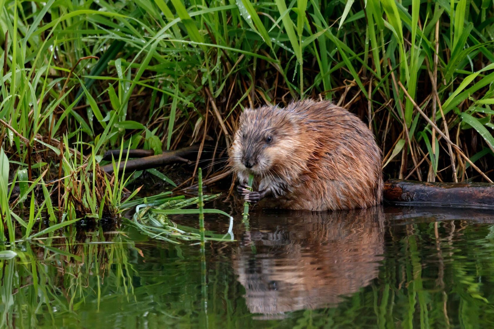 What Do Muskrats Eat? Unbelievable List Of Foods And Fun Facts | Kidadl