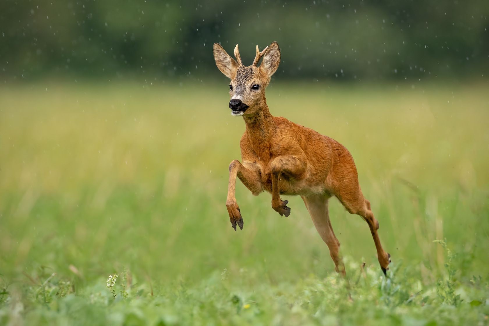 How Many Deer Species Exist And What Can We Do To Help Conserve Them? Kidadl