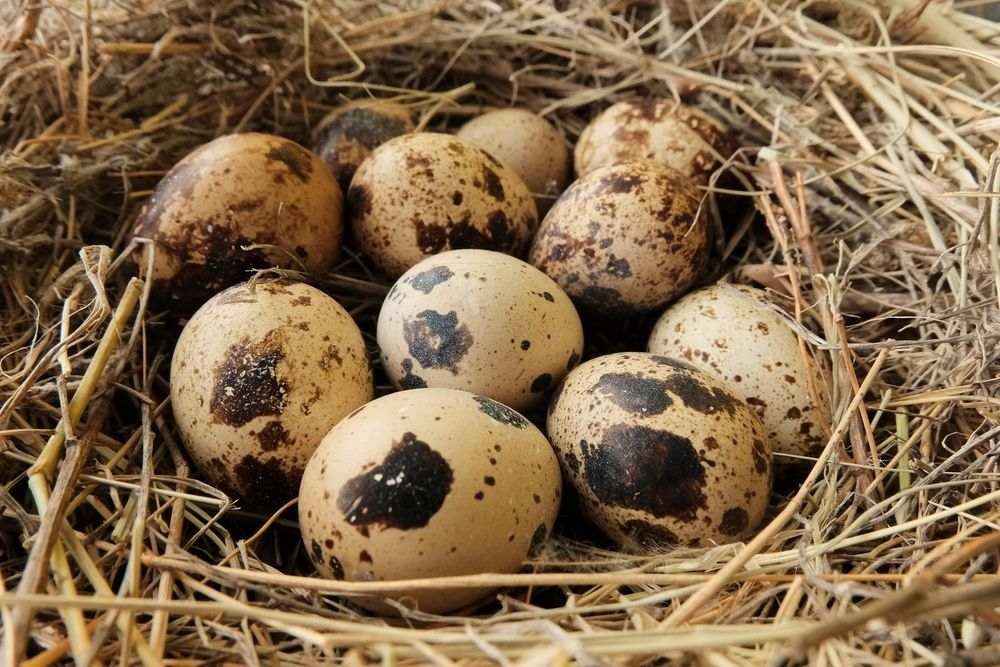 Quail Nest: Everything You Need To Know About Their Nesting Behavior