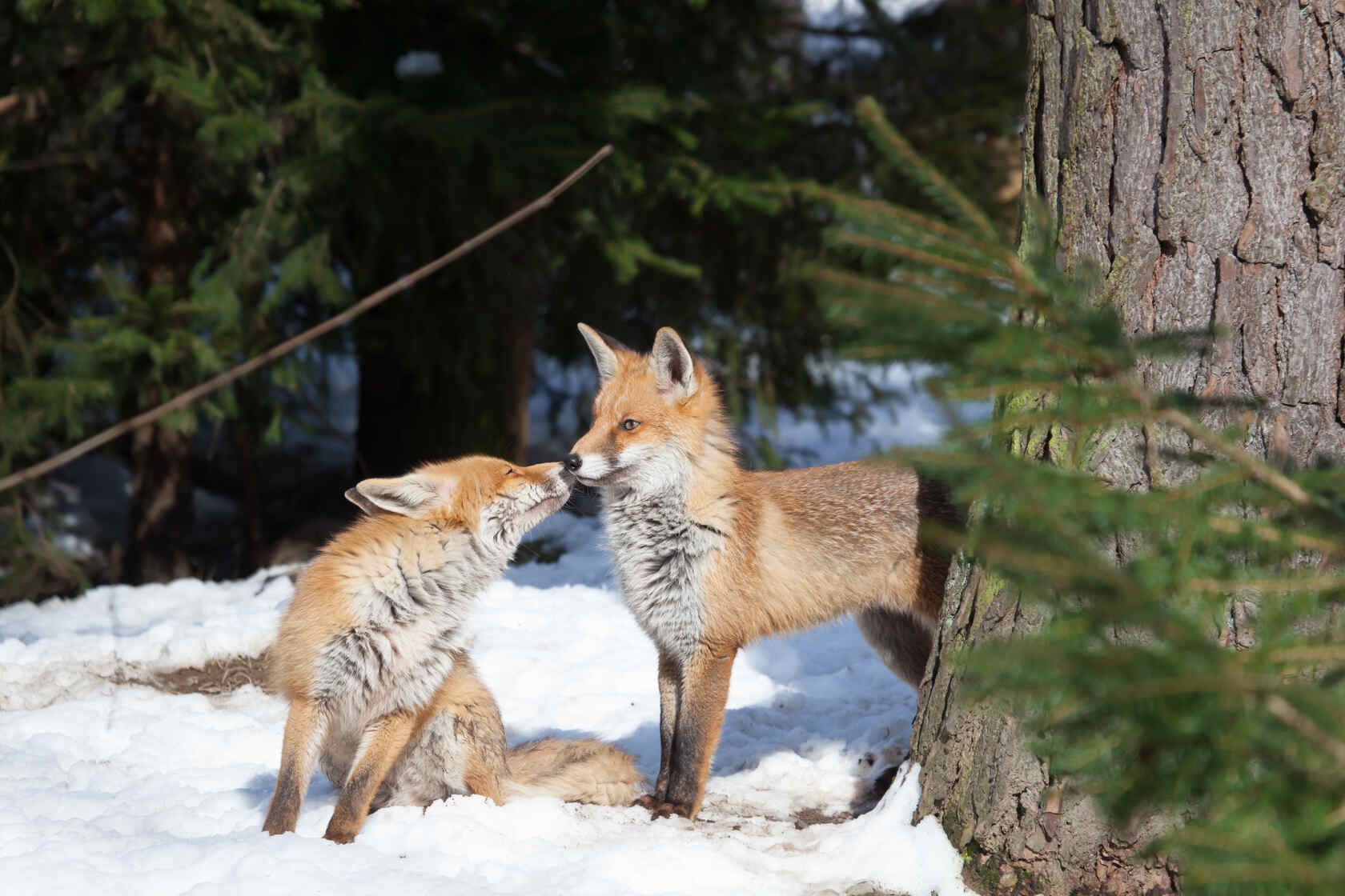 When Is Fox Mating Season? Why Do They Scream More During Mating? | Kidadl