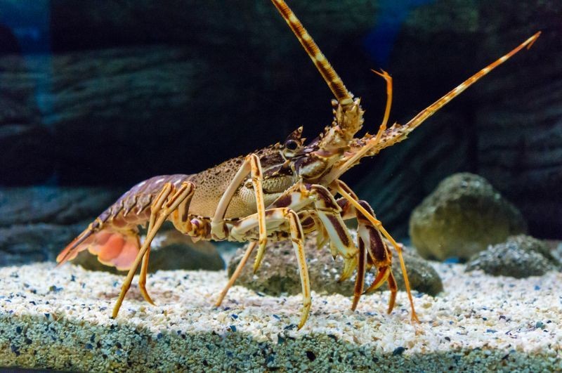 How Many Legs Does A Lobster Have? Interesting Marine Facts Kidadl