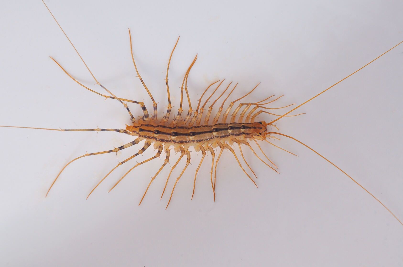 Do House Centipedes Bite? Yes They Can! And Here's All You Need To Know ...