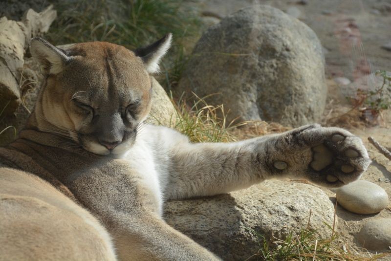 What Does A Cougar Paw Print Look Like And How Do You Identify It? | Kidadl