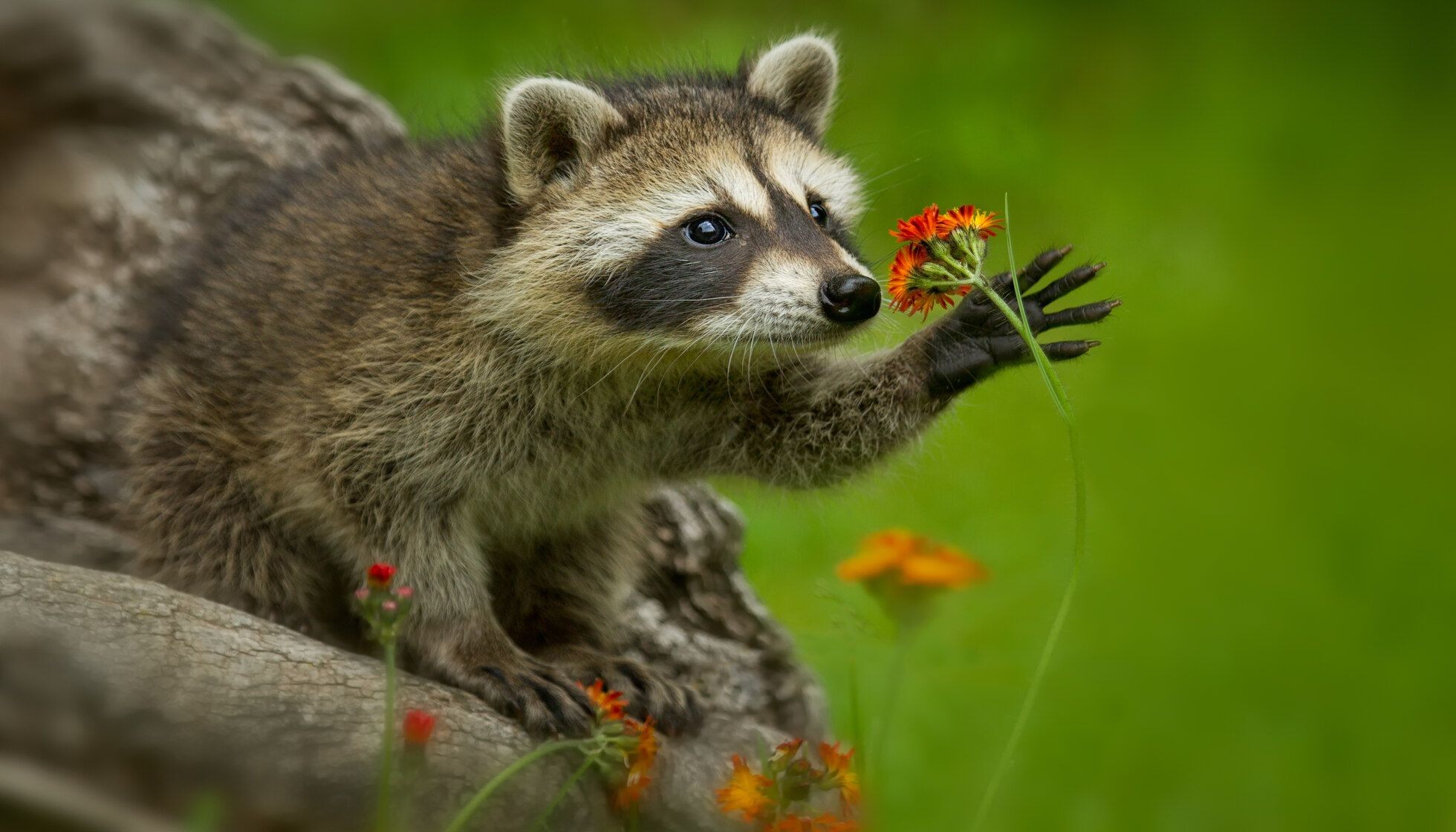 Why Do Raccoons Wash Their Food? Curious Animal Behavior Facts To Know Kidadl
