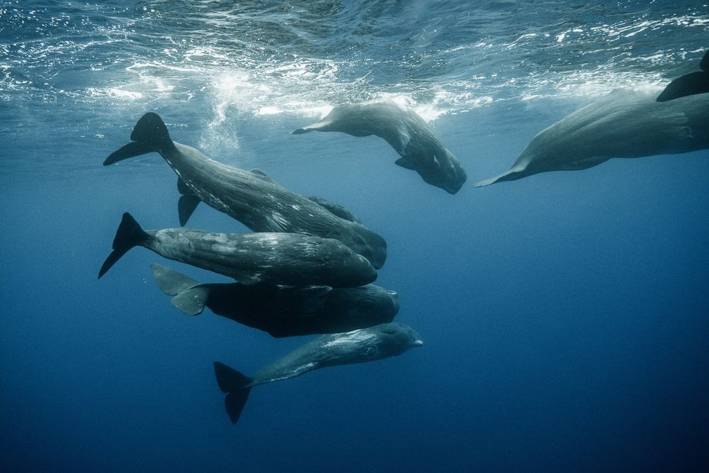 whale-watchers-what-is-a-group-of-whales-called-why-kidadl