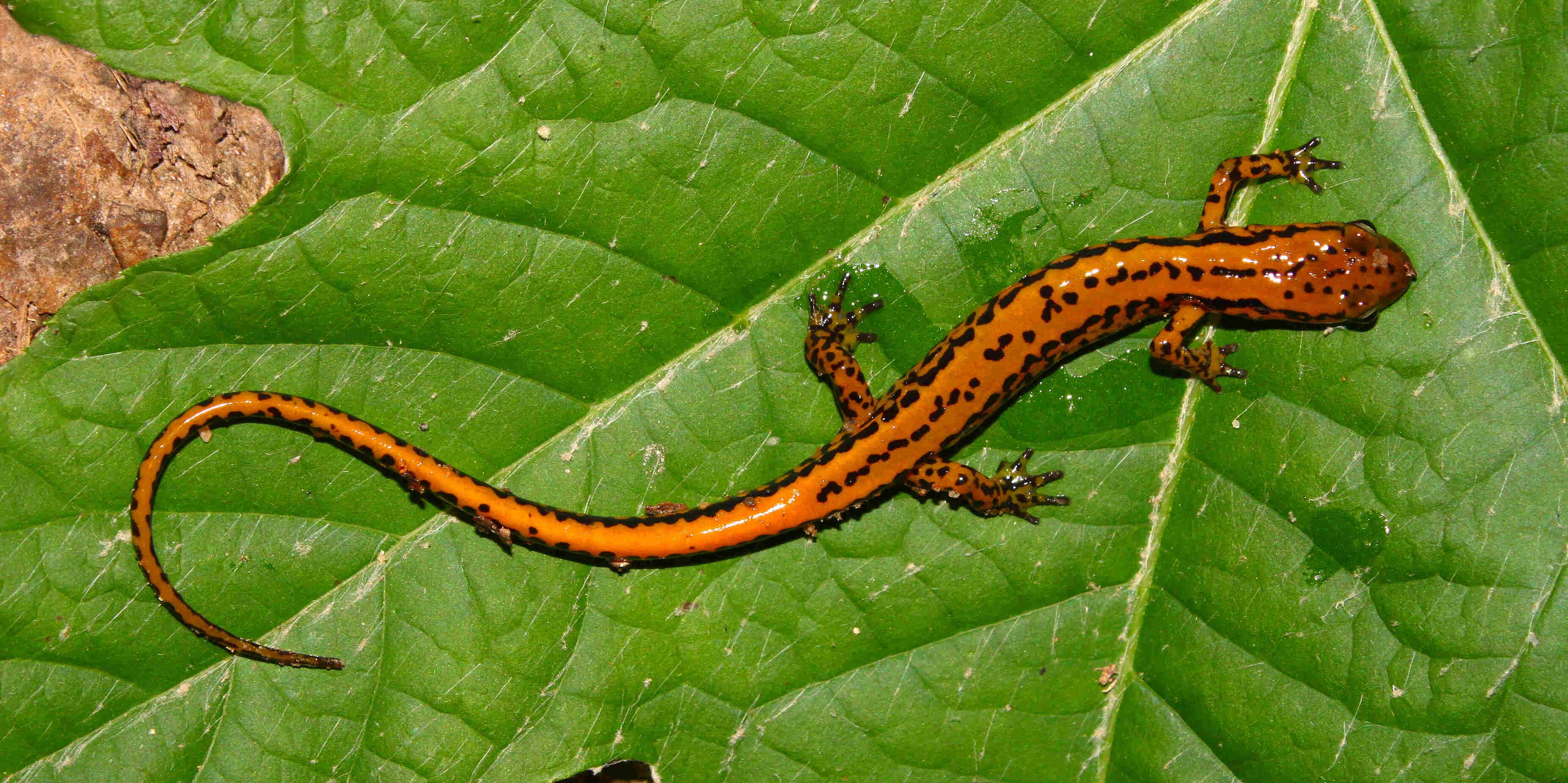 Are Salamanders Poisonous? Know The Truth About This Amphibian! Kidadl