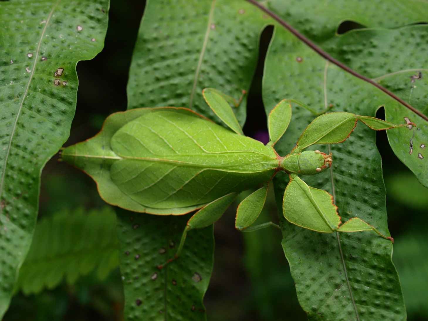 Bug That Looks Like A Leaf: Facts On Green Leaf Look Alike Katydids