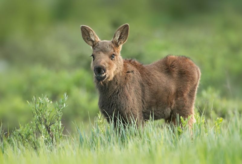 What Is A Baby Moose Called? Fun Animal Facts For Kids | Kidadl