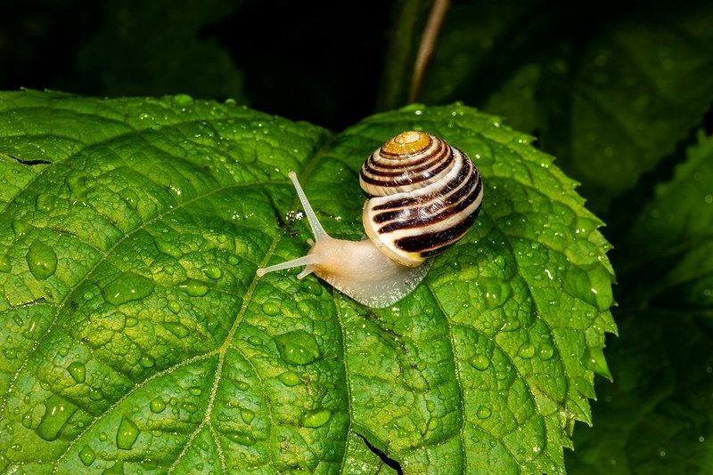 How Do Snails Get Their Shells? Interesting Facts For Curious Kids Kidadl