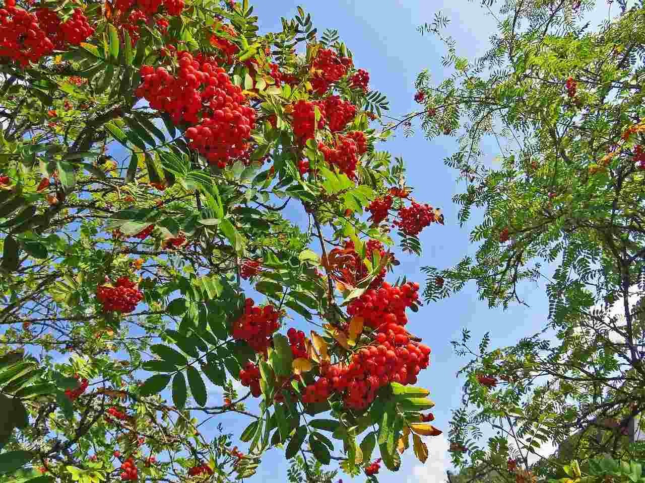 Mountain Ash Tree Facts Here's Everything You Need To Know Kidadl