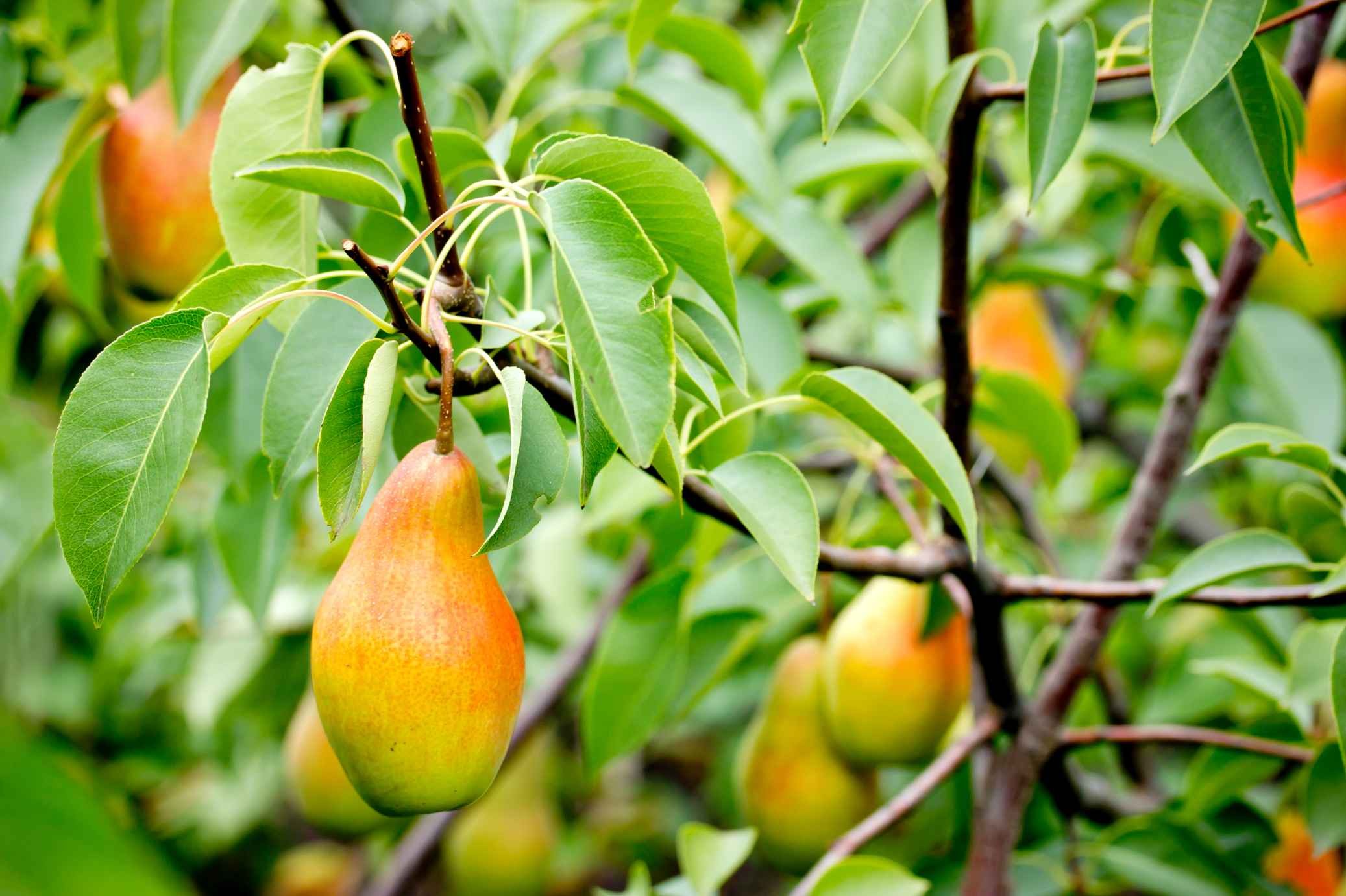 Ayers Pear Tree Facts Learn More About This Full Sun Tree! Kidadl