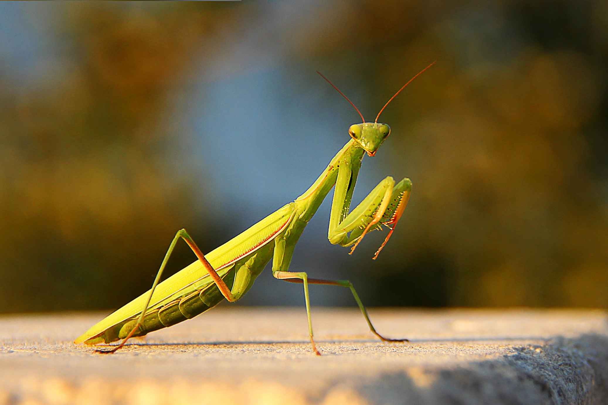 Can A Praying Mantis Hurt You? Managing Your Pet Mantis Kidadl