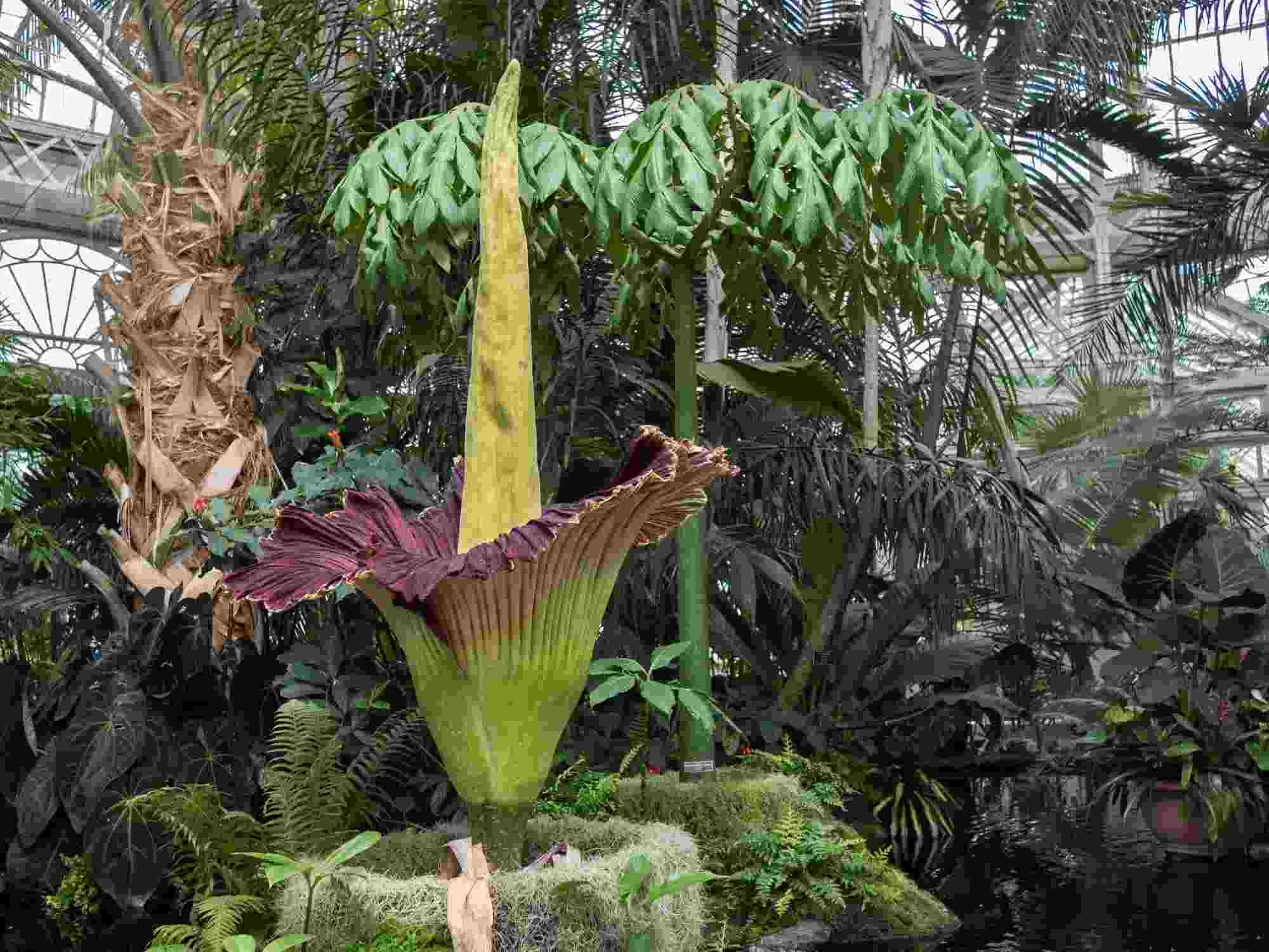 27 Corpse Flower Facts Is It The Rarest Flowering Formation? Kidadl
