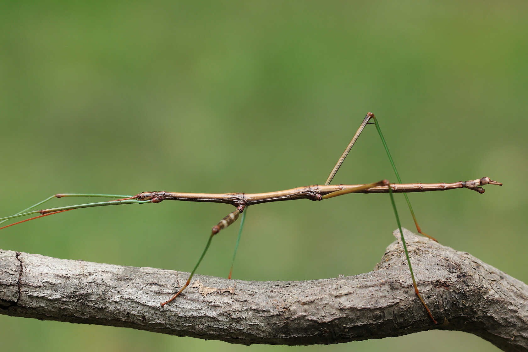What do Stick Bugs Eat? Diet And Fun Feeding Facts Kidadl