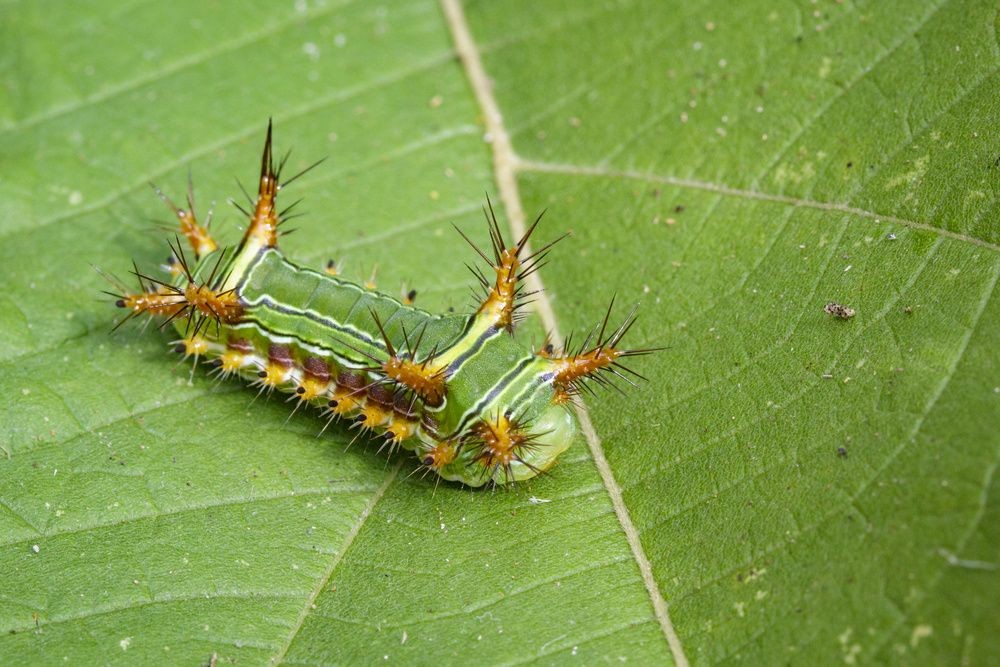 Caterpillar Sting: Symptoms, Diagnosis, And Treatment | Kidadl