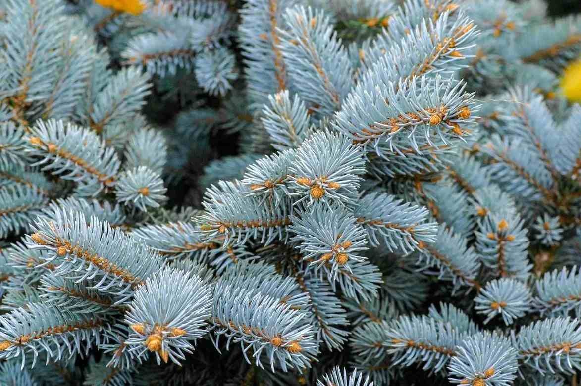 Colorado Blue Spruce Facts That All Nature Lovers Will Adore | Kidadl