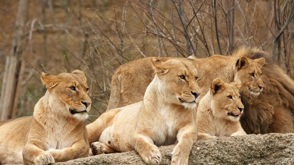 What Is A Group Of Lions Called? Surprising Facts You Won't Believe