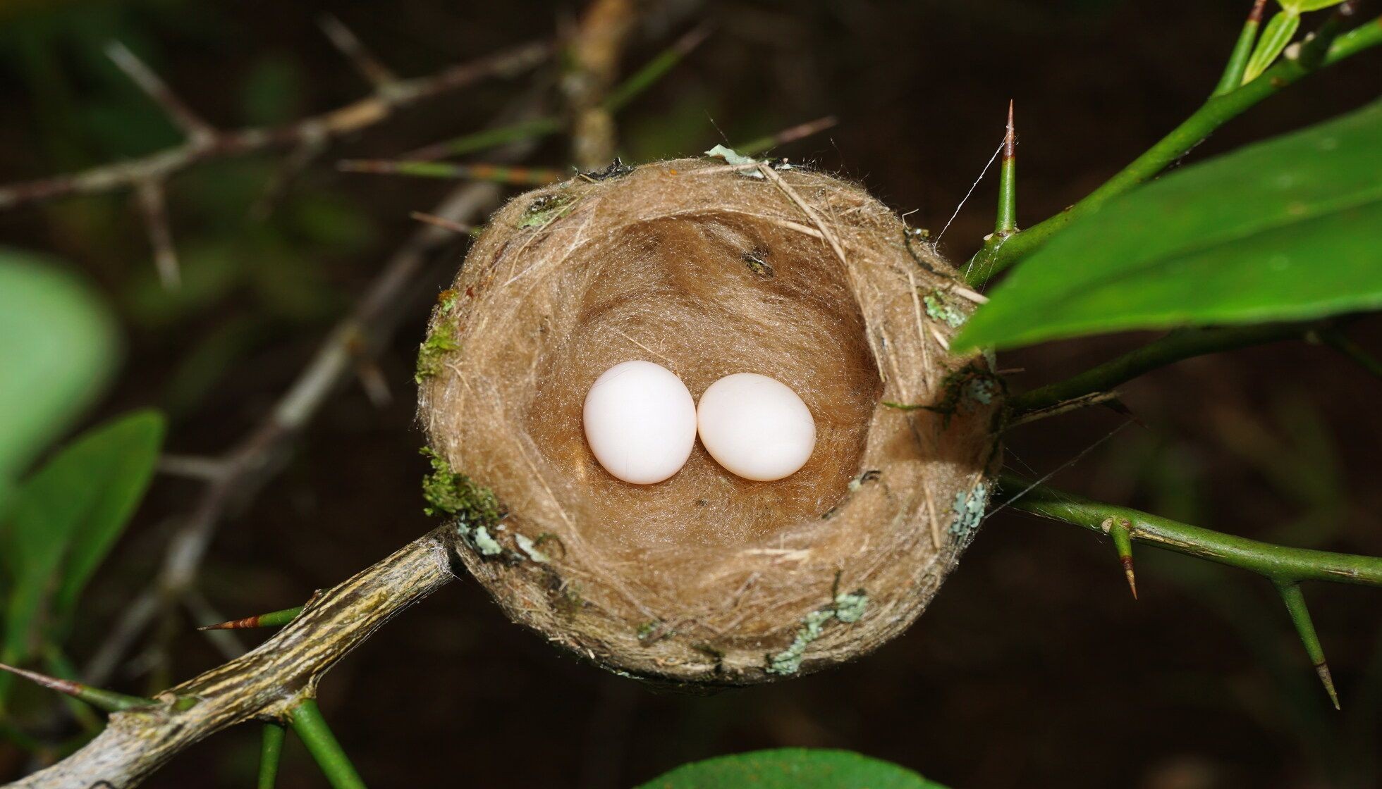 Eggs-cellent Facts: When Do Hummingbirds Lay Eggs? | Kidadl