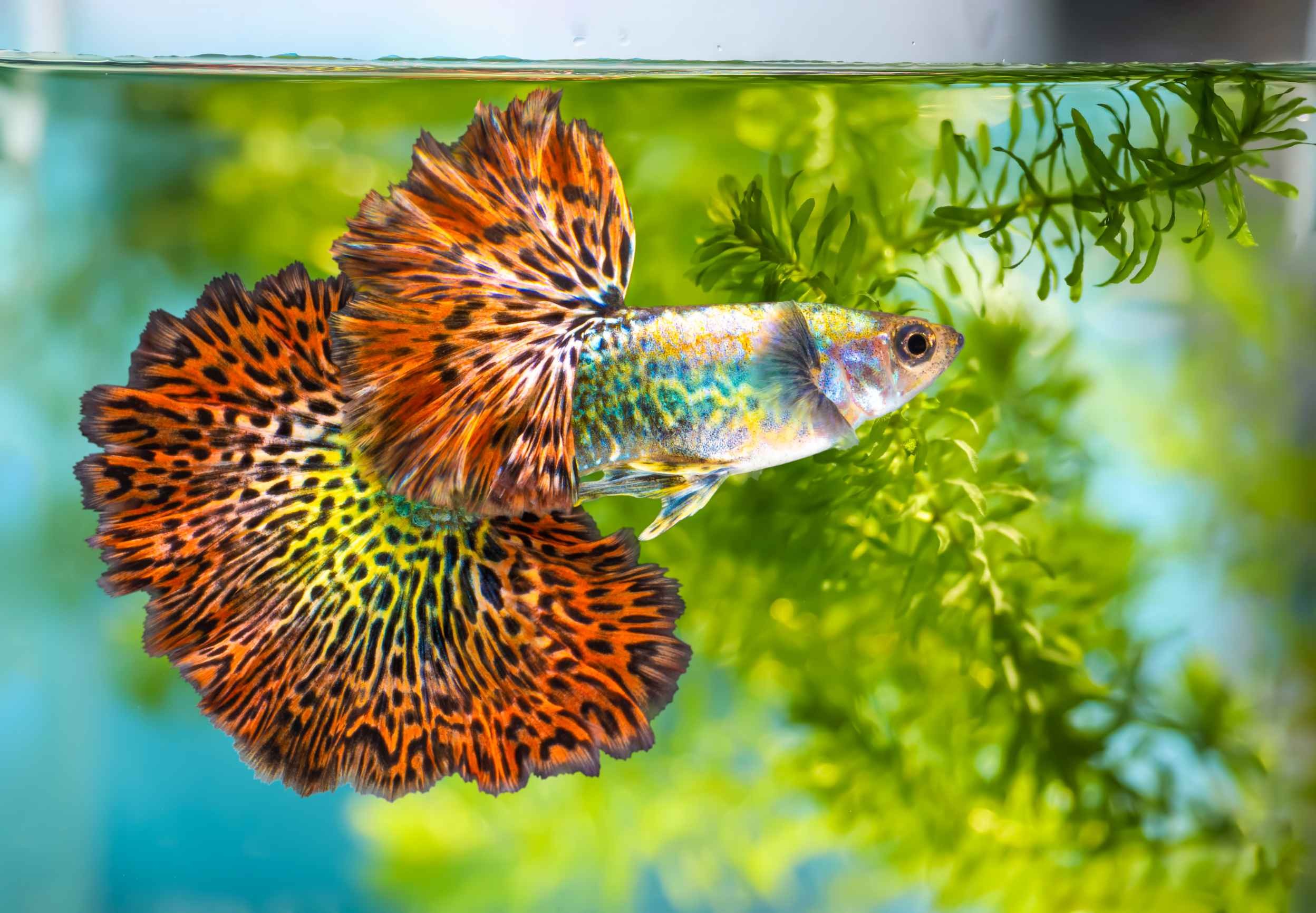 How Do Fish Reproduce? Fin-tastic Fish Breeding Facts For Curious Kids