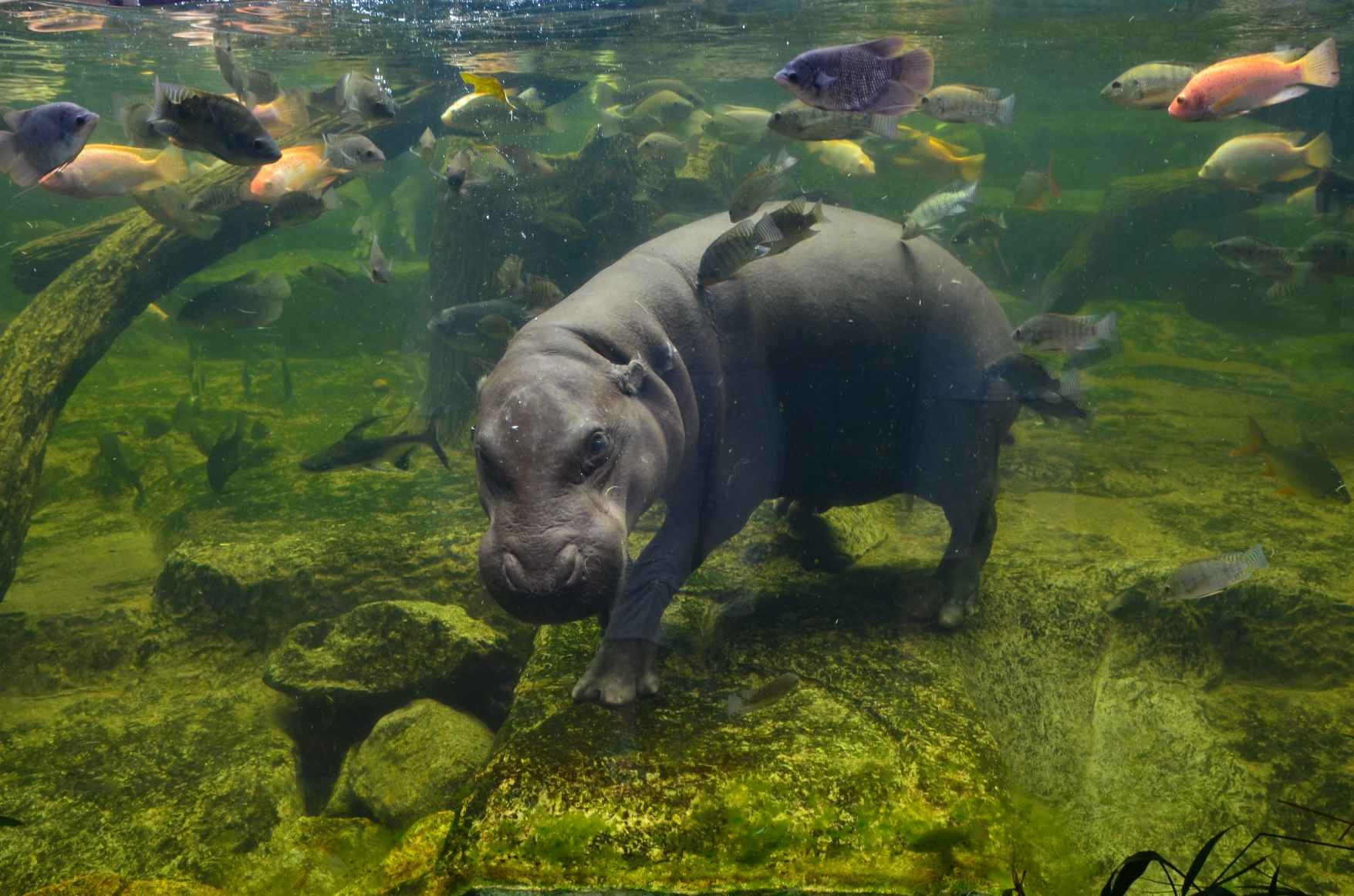 Can Hippos Swim? Swimpressive Hippo Facts You Didn't Know! Kidadl