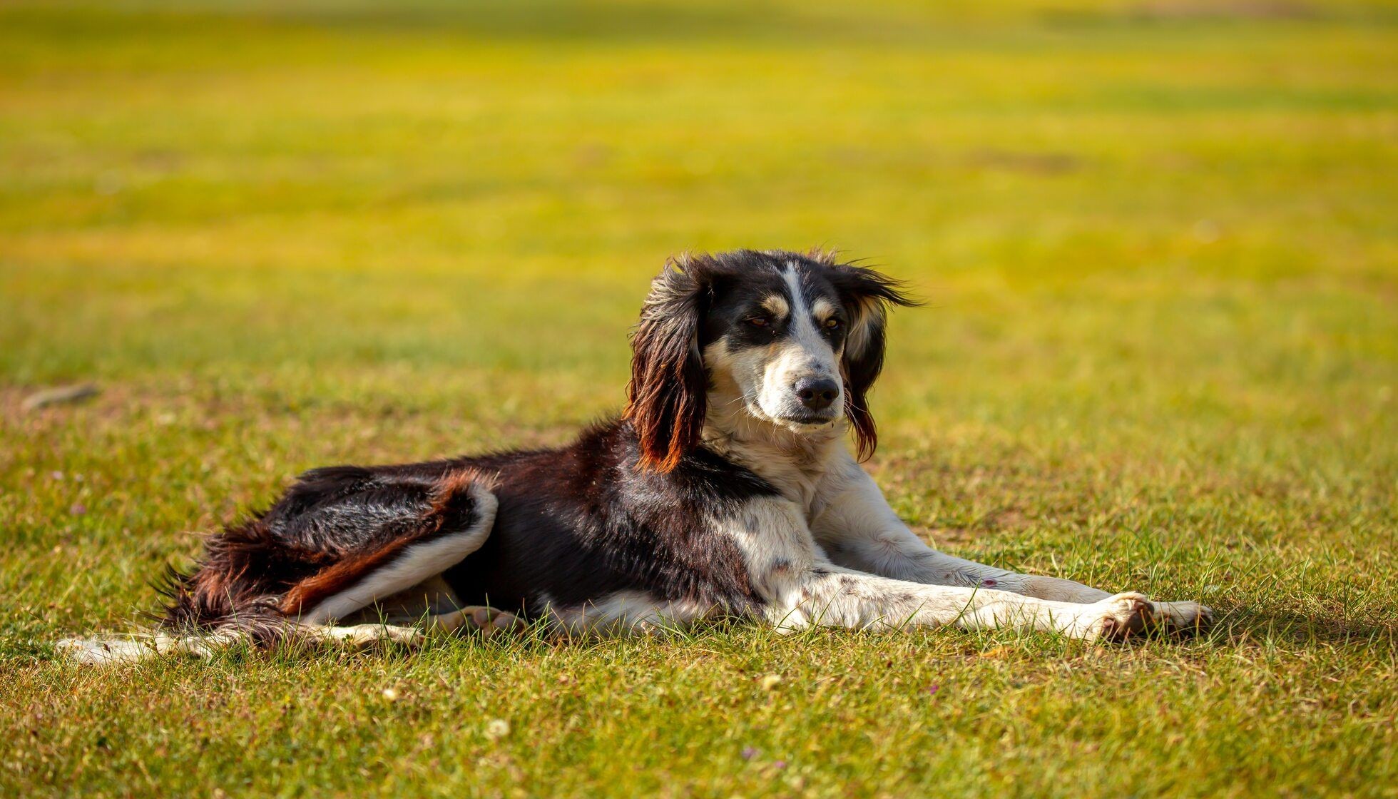 Why Do Dogs Bury Bones? Curious Behavior Facts On Your Furry Friend