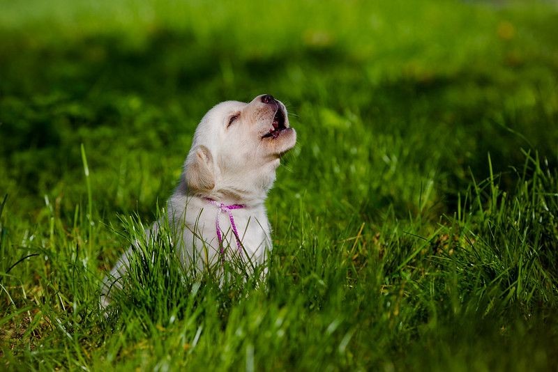 Why Do Dogs Cry At Night? Reasons Behind Your Puppy's Whining Kidadl
