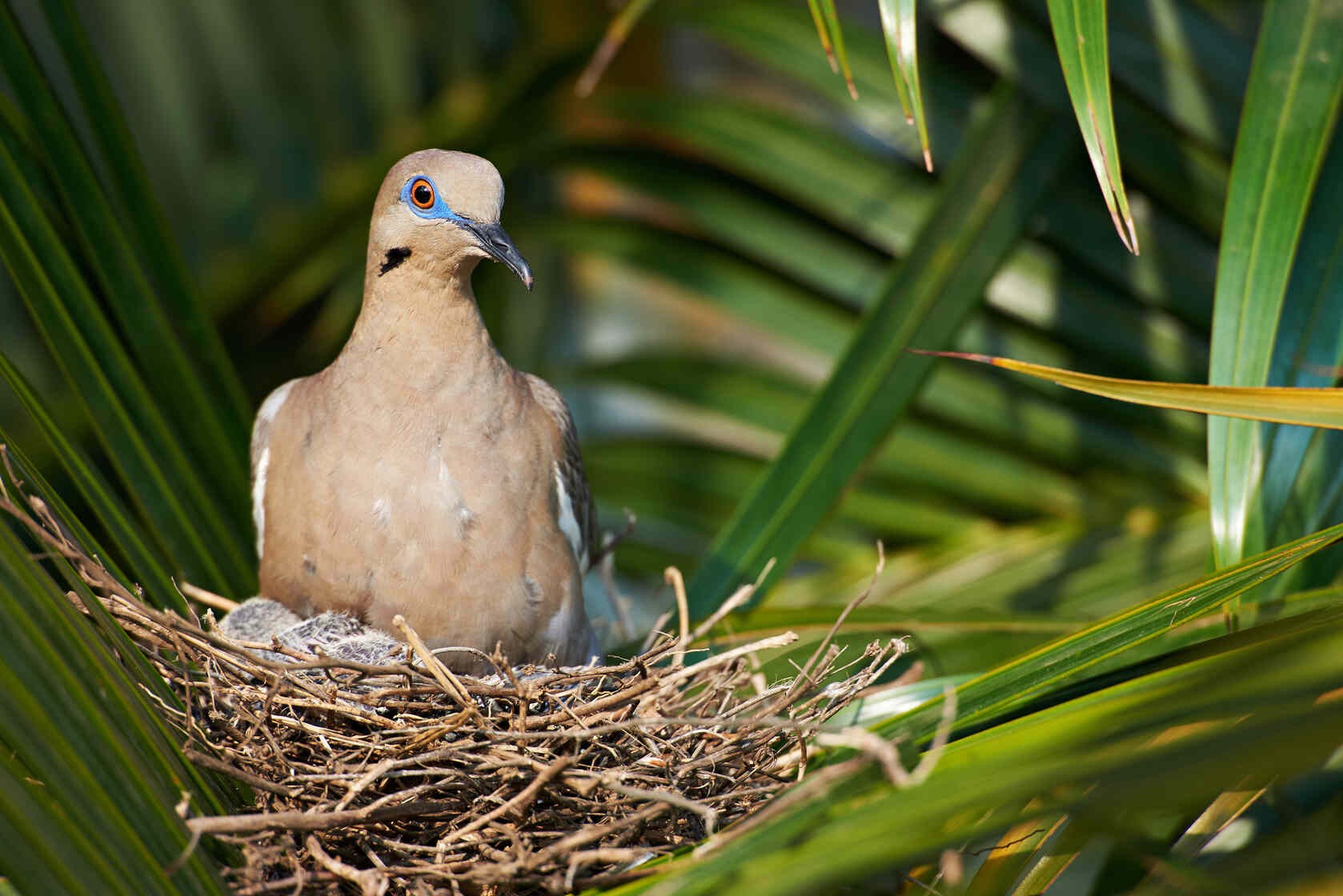 Doves Nest When Are They Built, When Do Baby Birds Leave And More